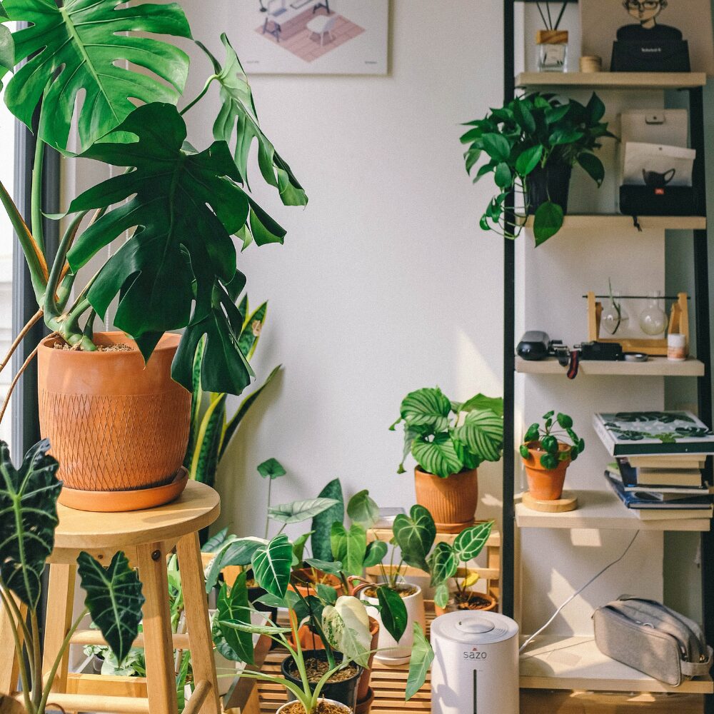 Plantas na decoração